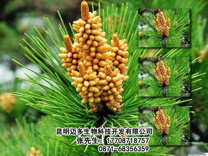 迈多生物(图)|山东破壁松花粉生产企业|山东破壁松花粉